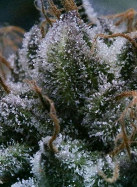 Tuna God Regular Seeds