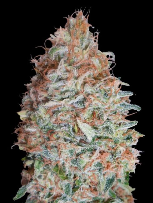 Banana Cookies Feminised Seeds