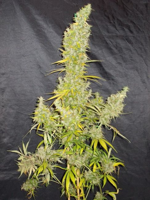 Zamaldelica Regular Seeds Breeders Pack