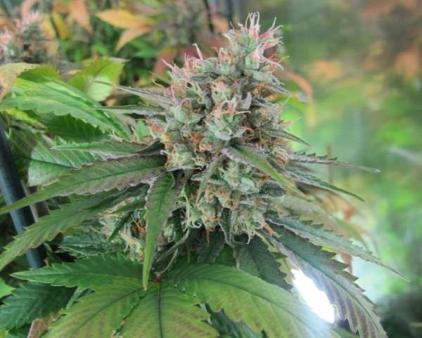 God Bud CBD Regular Seeds