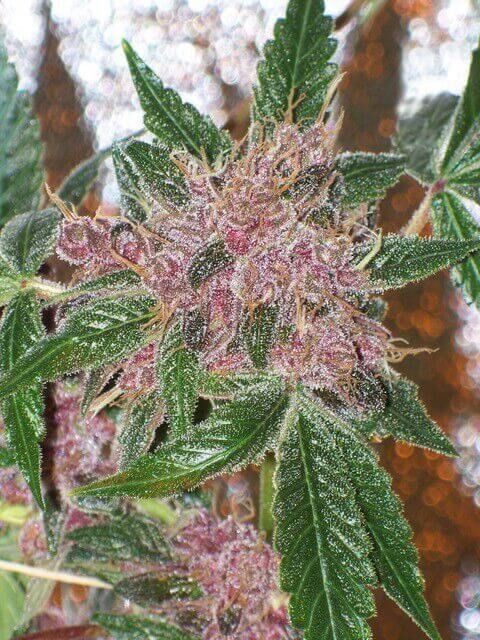 Cherries Jubilee Feminised Seeds (Gold Collection)