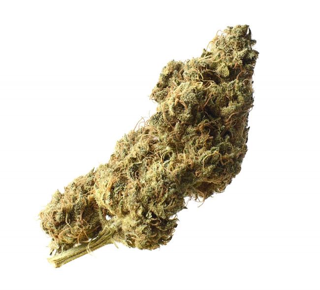 White Choco Haze Feminised Seeds