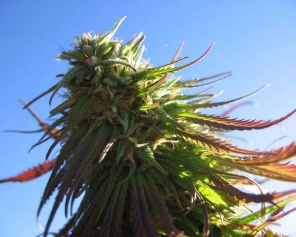 Texada Timewarp Regular Seeds