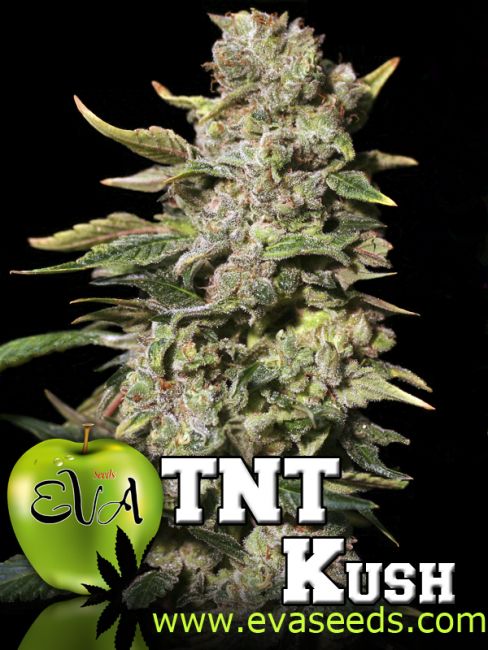 TNT Kush Feminised Seeds