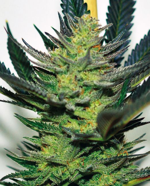 Afghan Skunk Feminised Seeds