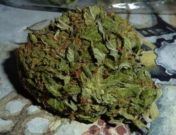 BC Pinewarp Regular Seeds
