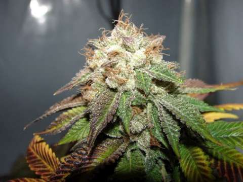 Pre Bubba BX Feminised Seeds