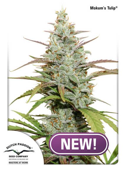 Mokum's Tulip Feminised Seeds