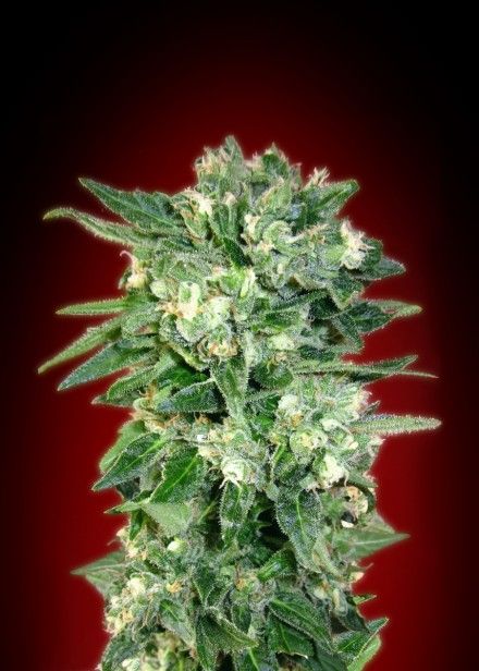 Kaya Auto Feminised Seeds
