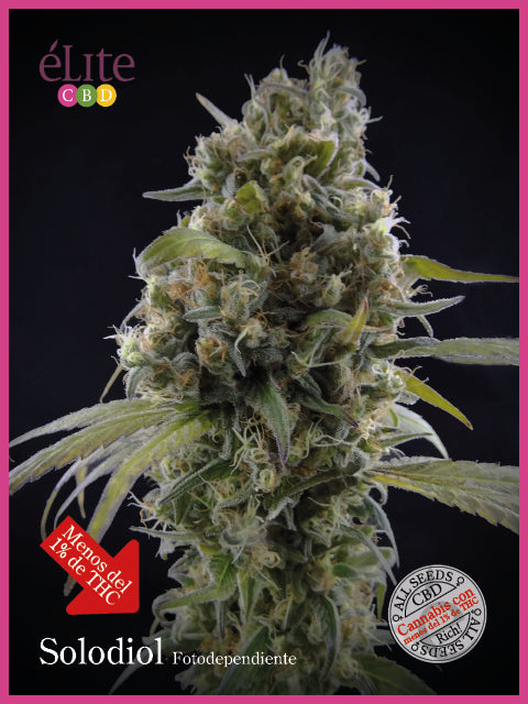 Solodiol Classic CBD Feminised Seeds
