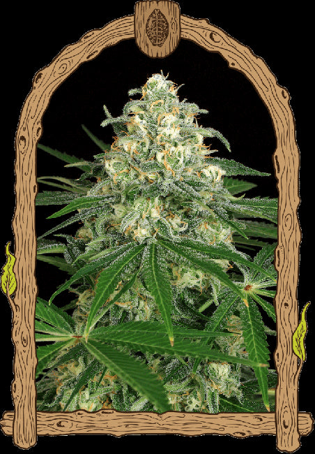 Z & Z Auto Feminised Seeds