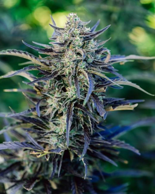 Fog Dog Auto Feminised Seeds