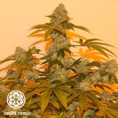 Lazy Lightning Regular Seeds