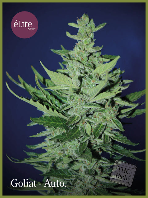 Goliath Auto Feminised Seeds