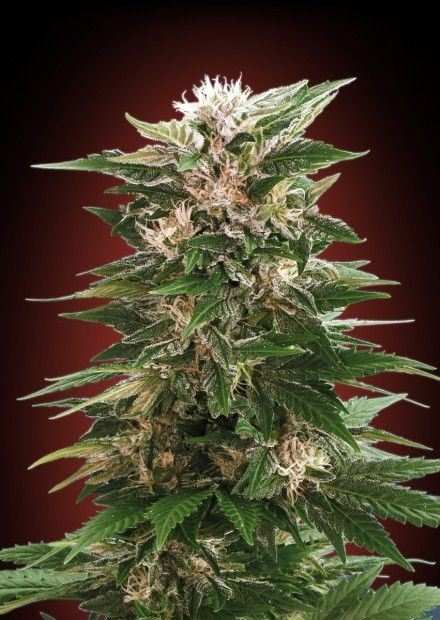 Kaya Feminised Seeds
