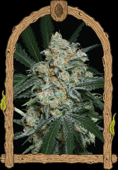 Zkittalicious Auto Feminised Seeds