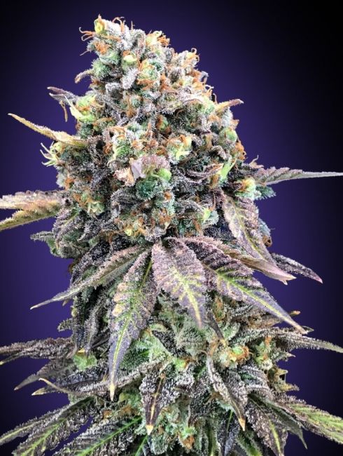 Purple Punch Feminised Seeds