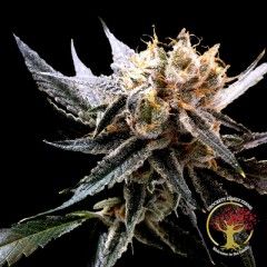 Crockett's Sour Tangie Regular Seeds