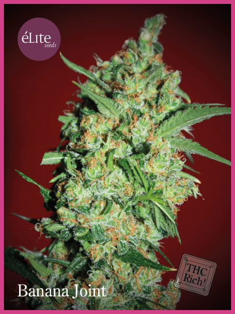 Banana Joint Feminised Seeds