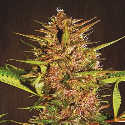 Pakistani Chitral Kush Feminised Seeds