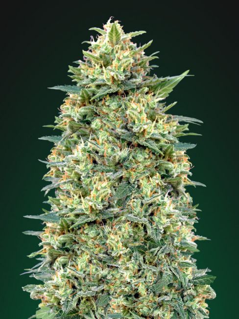 White Widow Auto Feminised Seeds