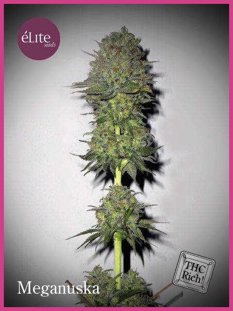Meganuska Feminised Seeds
