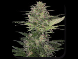 Red Dwarf Auto Feminised Seeds