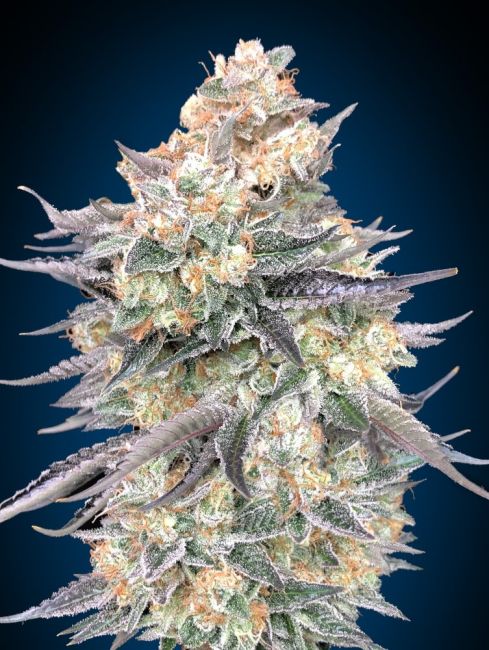 Blue Dream Feminised Seeds