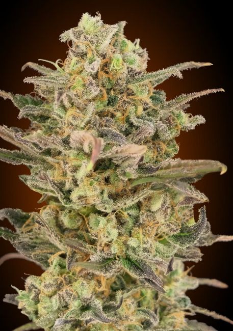 Somango Glue Feminised Seeds