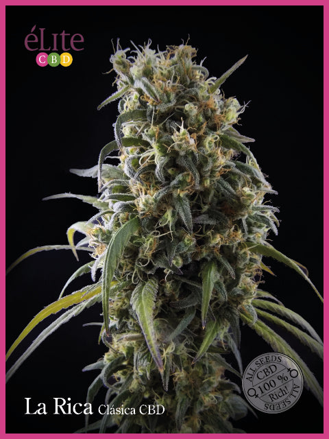 La Rica Classic CBD Feminised Seeds