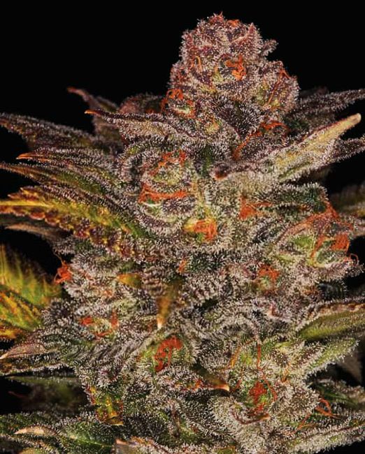 Blueberry Glue Auto (formerly Glueberry Auto) Feminised Seeds