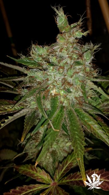 Garlic Cheese Feminised Seeds
