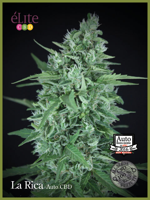La Rica CBD Auto Feminised Seeds