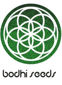 Love Dawg Regular Seeds