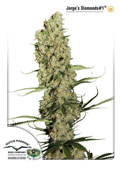 Jorge's Diamonds # Feminised Seeds