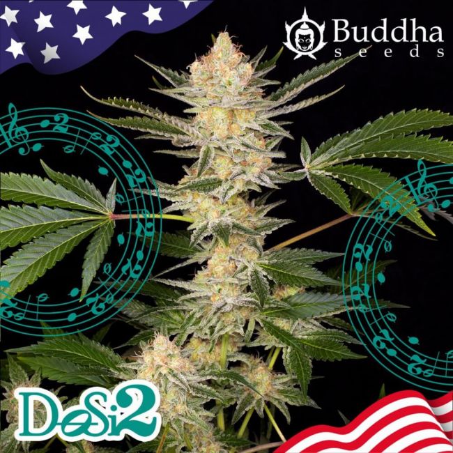Buddha DoSi Feminised Seeds