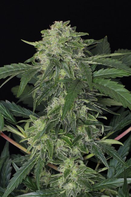 Jungle Fever Auto Feminised Seeds
