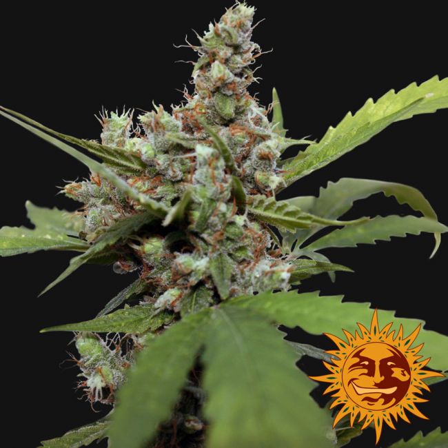 Blue Shark CBD Feminised Seeds