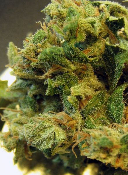 Burmese Regular Seeds