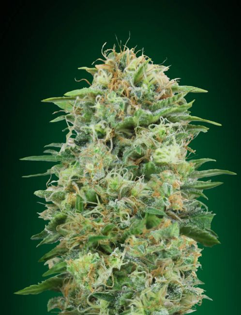White Widow CBD Feminised Seeds