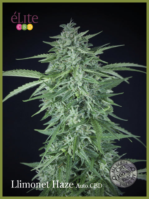 Llimonet Haze CBD Auto Feminised Seeds