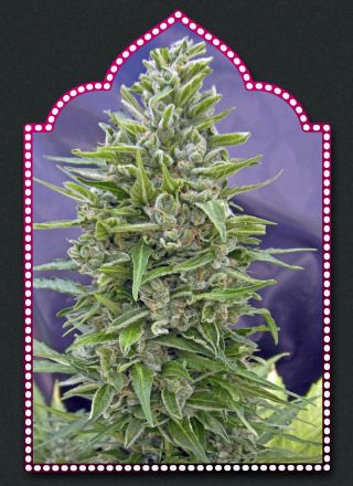 Automatik Mix Auto Feminised Seeds