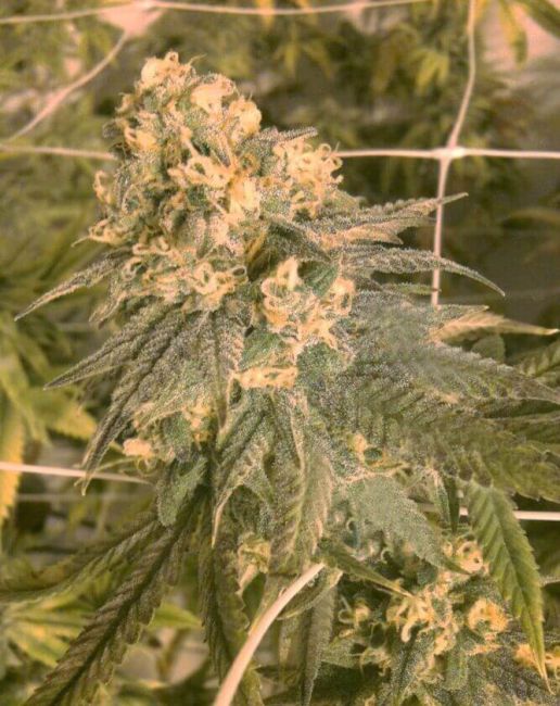 Mint Milano Feminised Seeds (Gold Collection)