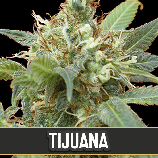Tijuana Feminised Seeds