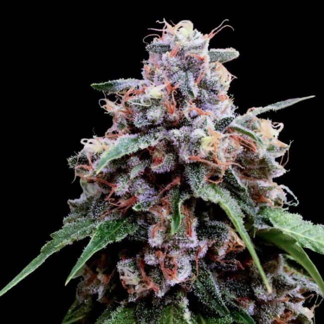 Lemon Feminised Seeds (Crockett Family Farms)