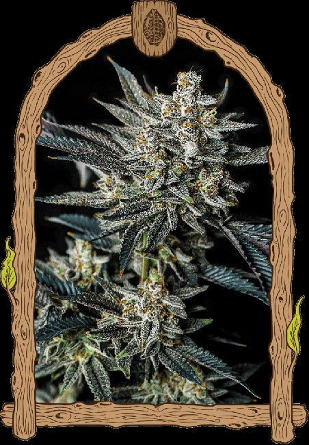 Jelly Bananas Auto Feminised Seeds