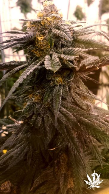 Wild Berry Feminised Seeds