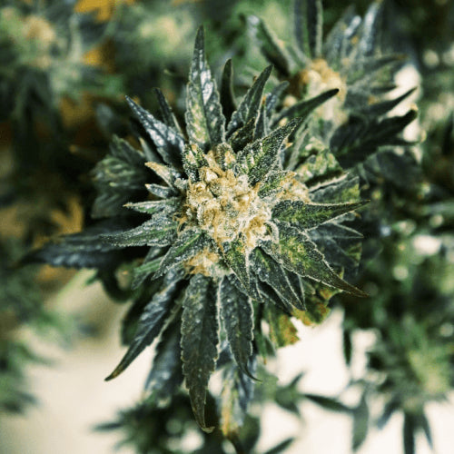 DC Kush Feminised Seeds