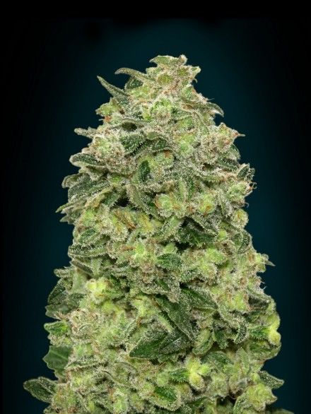 Afghan Skunk Auto Feminised Seeds