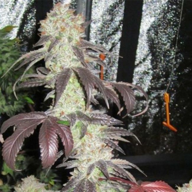 Black Kush Feminised Seeds